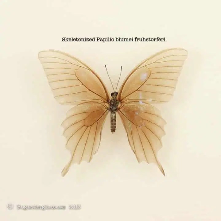 Skeletonized Butterflies BUG UNDER GLASS