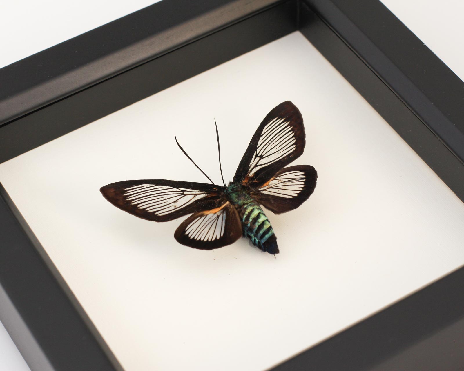 moth taxidermy art framed bee mimic moth Cocytia d'urvillei