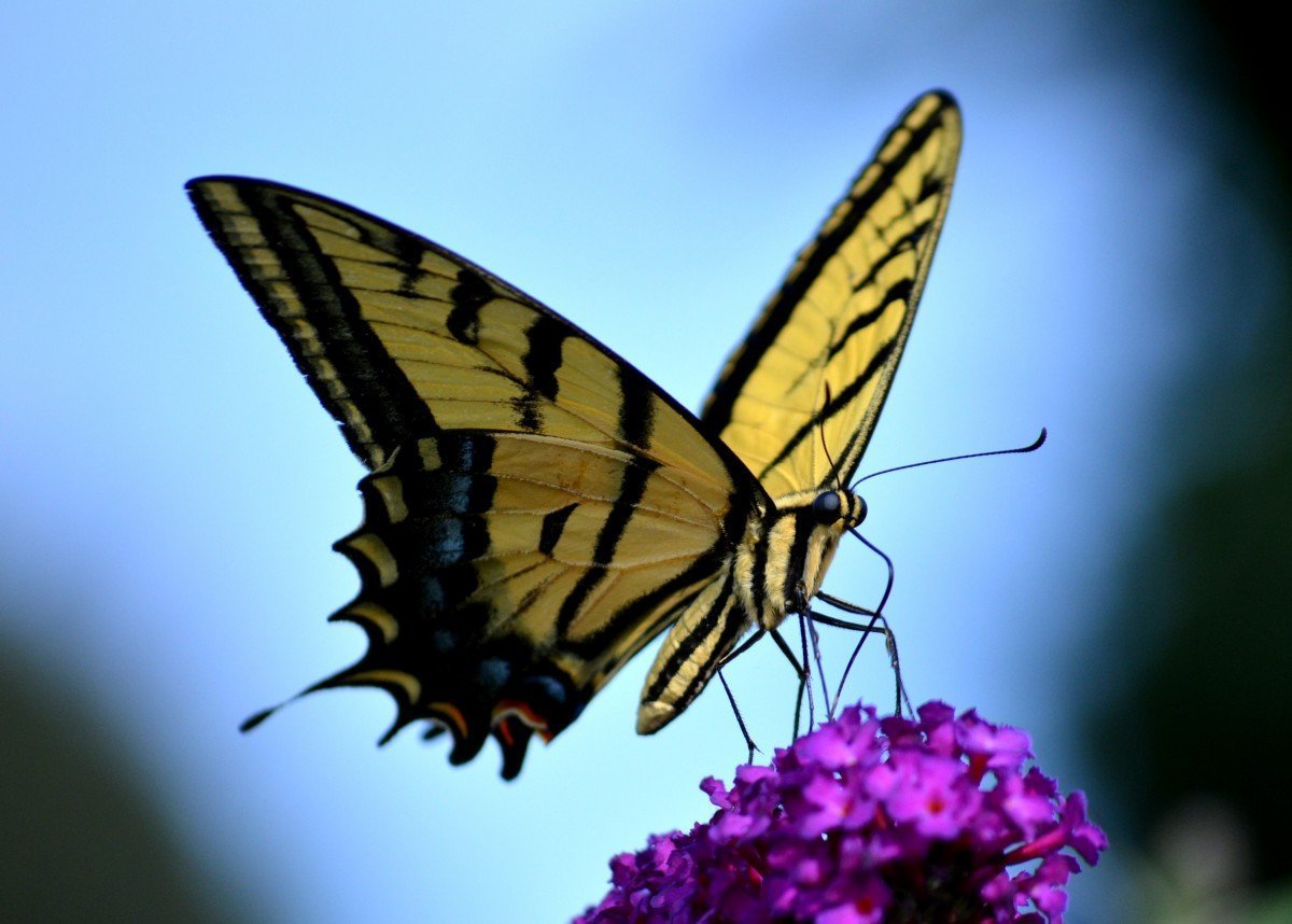 Swallowtail Butterfly Natural History BUG UNDER GLASS