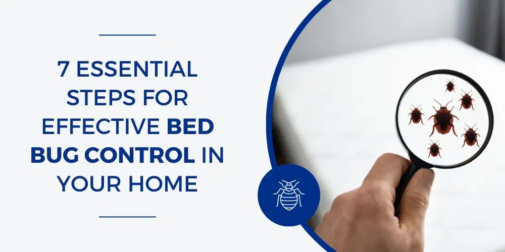 7 Essential Steps for Effective Bed Bug Control