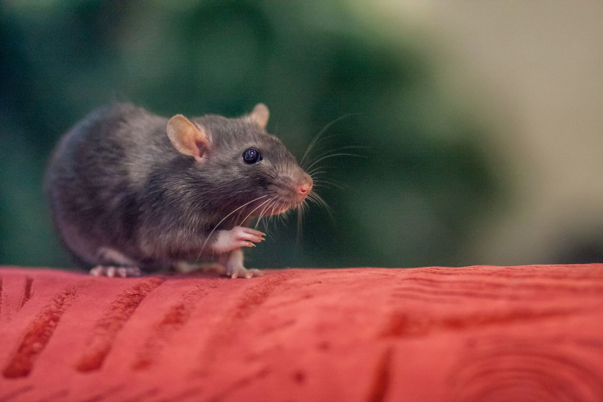 What Is The Best Deterrent For Rats In Cars