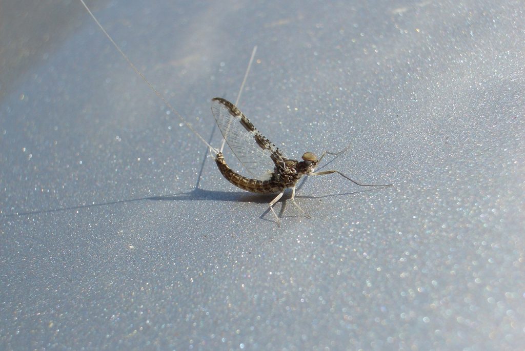 Get Rid of Mayflies Naturally Guide) 2022 BugWiz