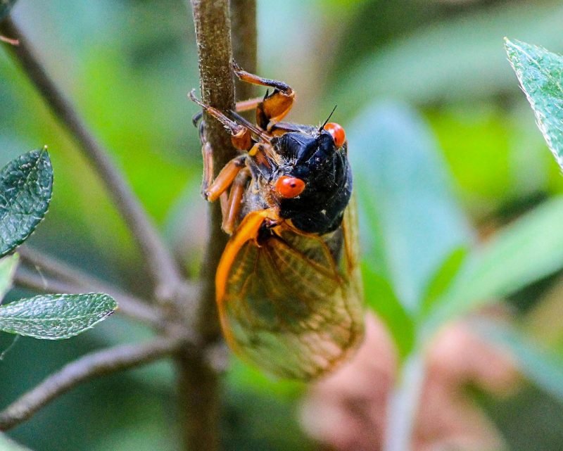 How to Get Rid of Cicadas (Everything You Need to Know) 2021 BugWiz