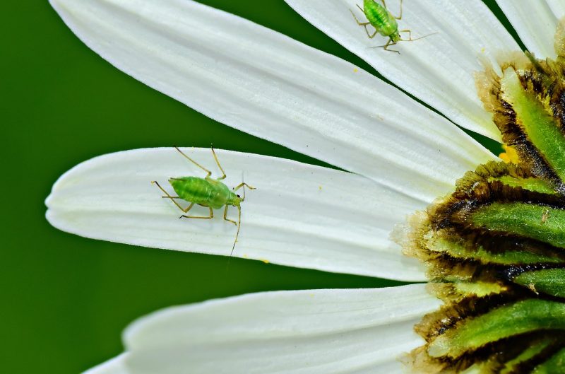 How to Get Rid of Bugs on Basil (Aphids, Beetles, Flies, Mites, and