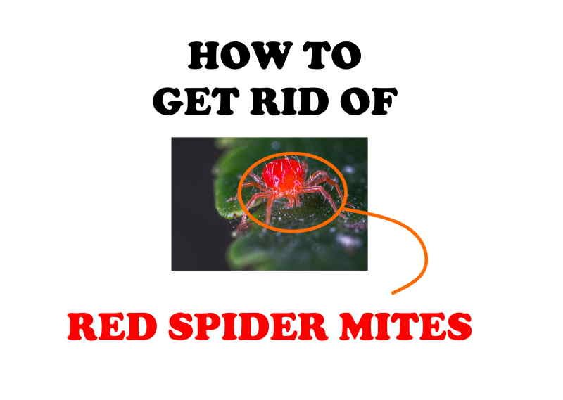 However, people who are growing herbs and vegetables give more preference to natural organic products. How To Get Rid Of Red Spider Mites Proven Diy Remedies Bugwiz