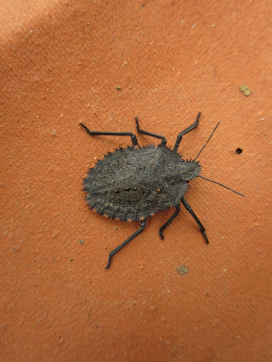 How to Get Rid of Leaf Footed Bugs Naturally (DIY Remedies) BugWiz