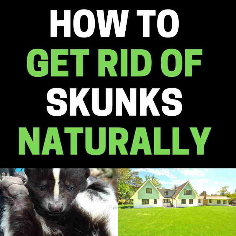 How To Get Rid Of Cats In Your Backyard How Do I Keep Cats Away From