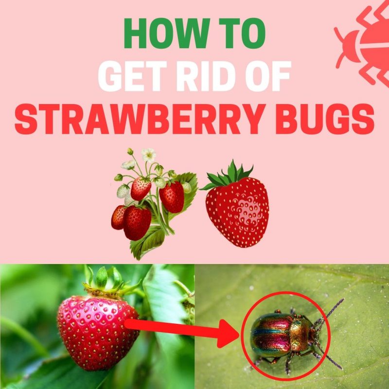 How to Stop Strawberries From Being Eaten (Fast and Easy) BugWiz