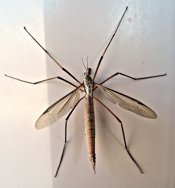 How to Get Rid of Crane Fly Larvae in Your Lawn BugWiz