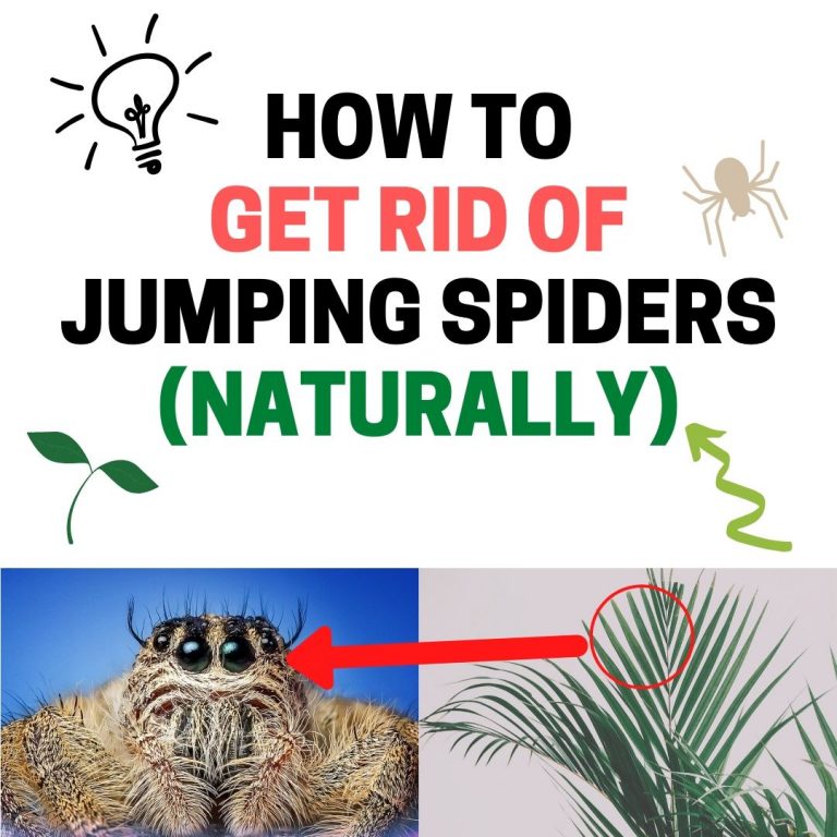 6 Ways to Get Rid of Daddy Long Legs (Naturally) BugWiz