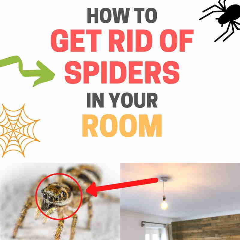 How to Keep Spiders Out of Your Room (Natural Home Remedies) BugWiz