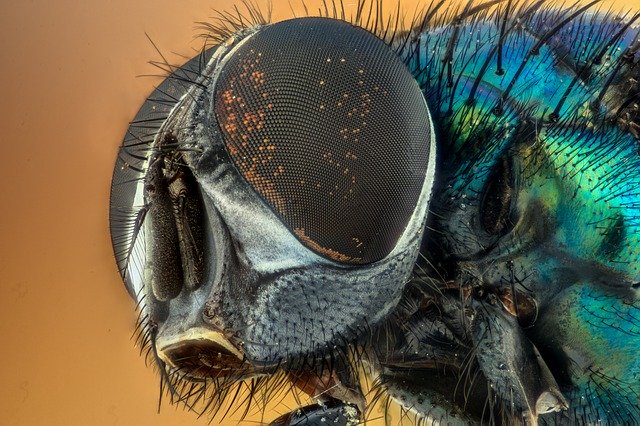 How to Get Rid of Gnats in Cat Litter Naturally (Home Remedies) BugWiz