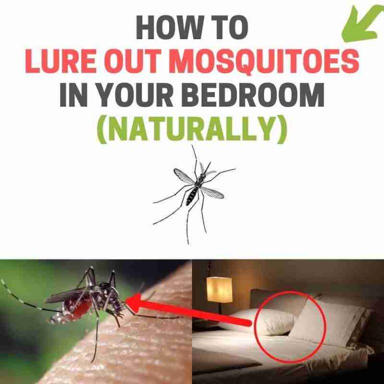 How to Lure a Mosquito Out of Hiding in Your Bedroom (Proven Methods