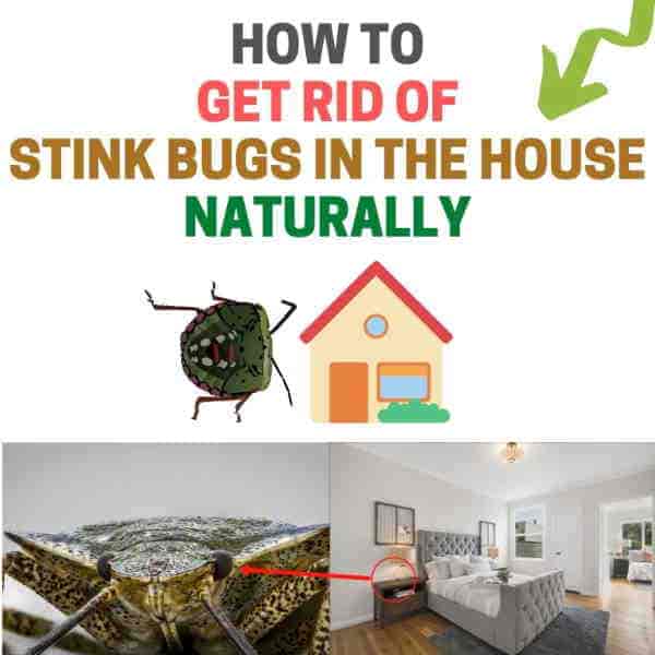 How To Get Rid Of Stink Bugs In The House