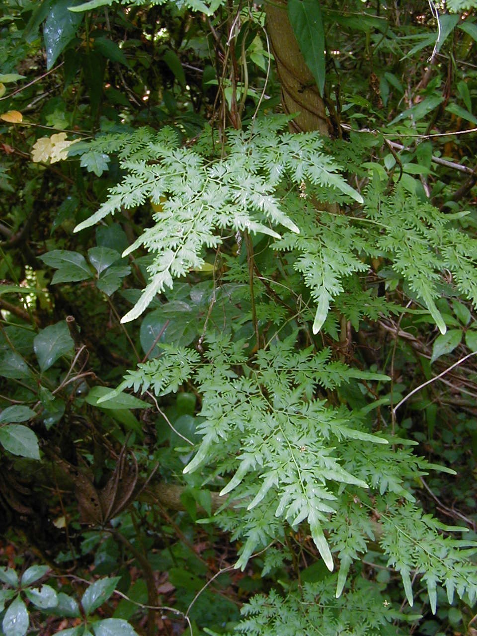 Species Information for Bradford County Florida Invasive Species