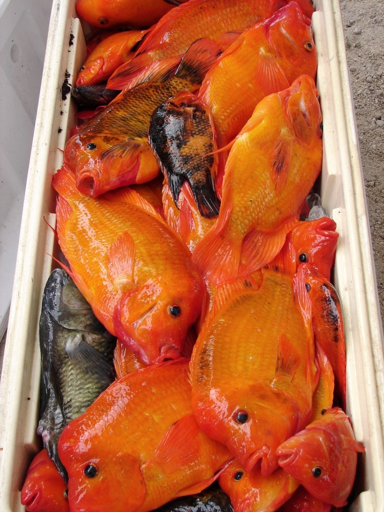 2012 Everglades CISMA nonnative Fish roundup