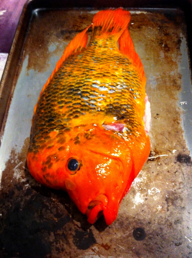 2012 Everglades CISMA nonnative Fish roundup