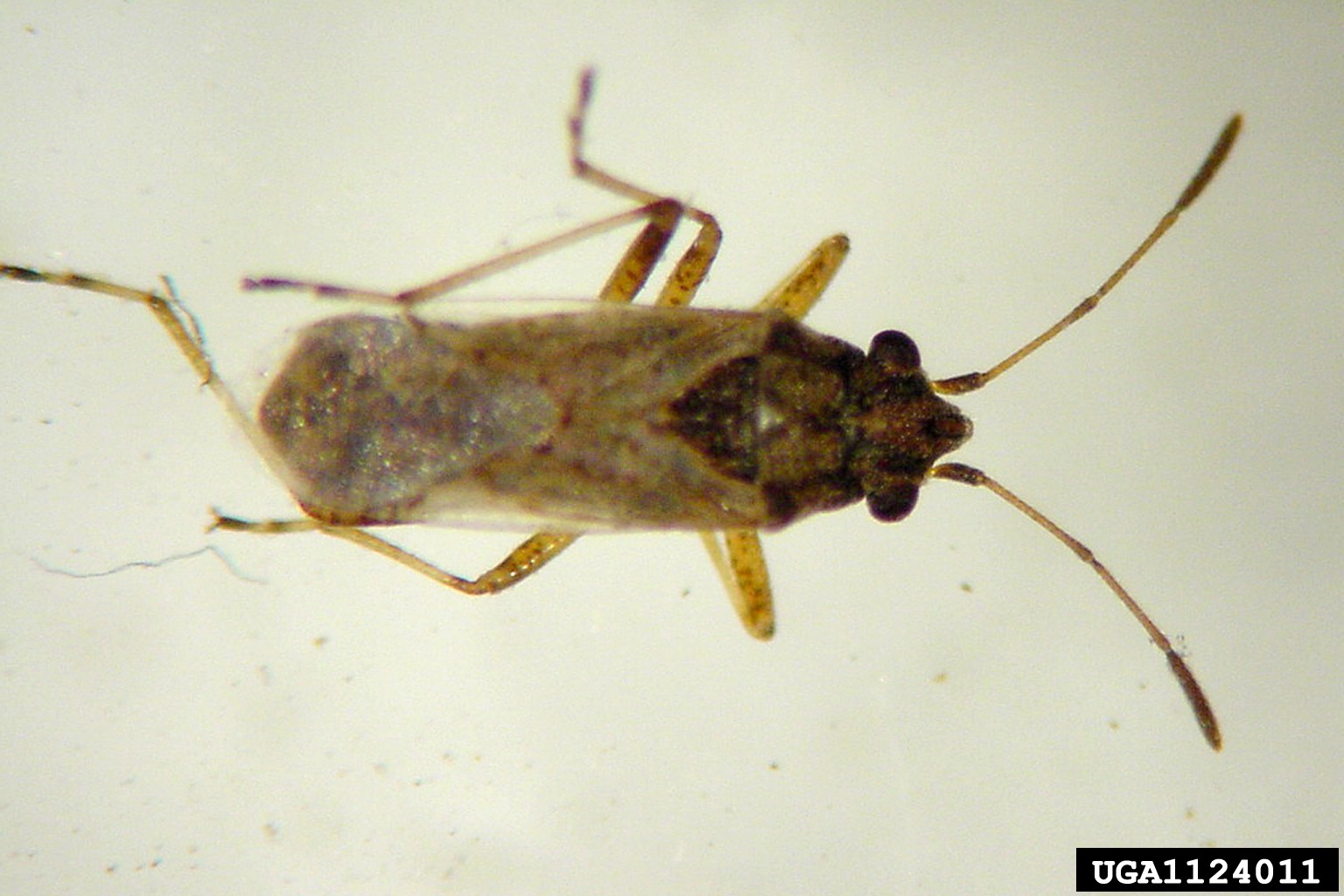 false chinch bug, Nysius raphanus (Hemiptera Lygaeidae) 1124011