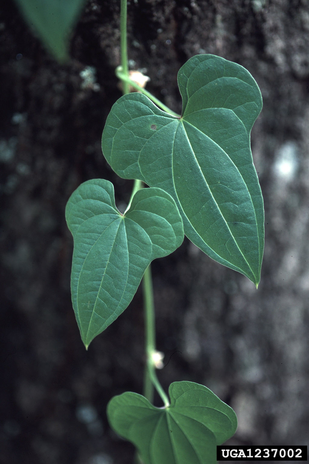 Chinese yam (Dioscorea polystachya)