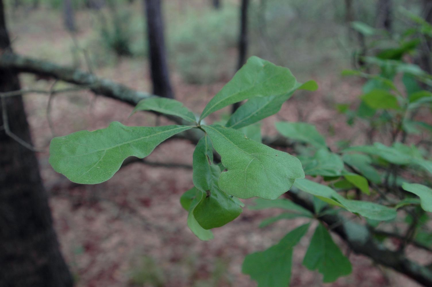 water oak, Quercus nigra (Fagales Fagaceae) 1378151