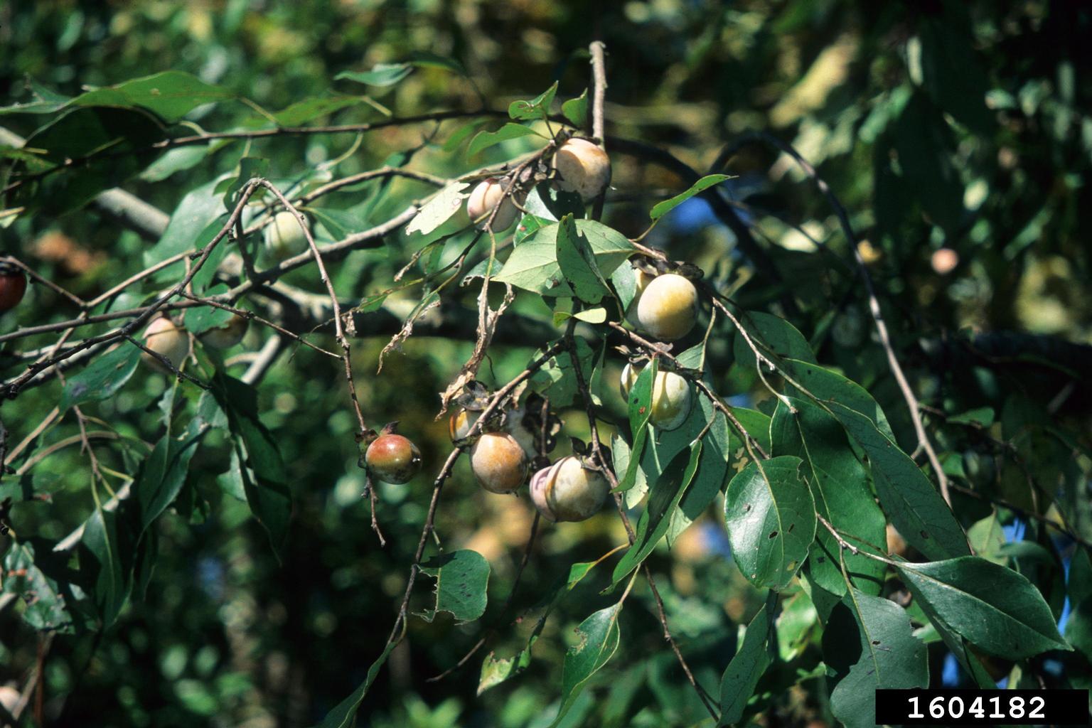 common persimmon, Diospyros virginiana (Ebenales Ebenaceae) 1604182
