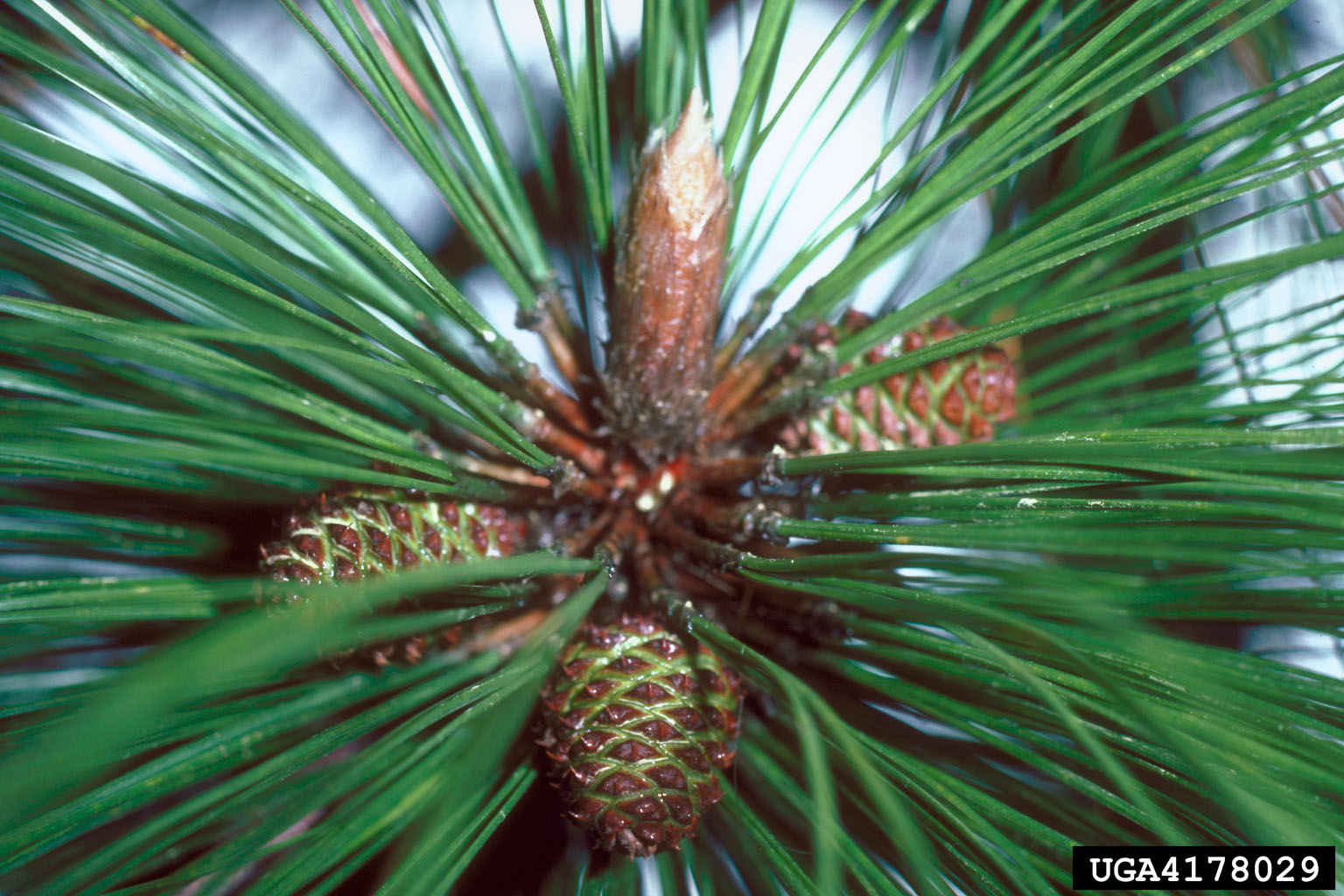 longleaf pine, Pinus palustris (Pinales Pinaceae) 4178029
