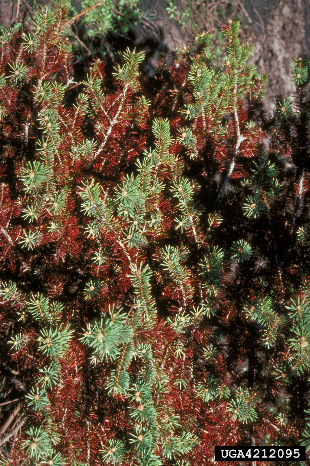 Rhizosphaera needle cast (Rhizosphaera kalkhoffii ) on spruce (Picea
