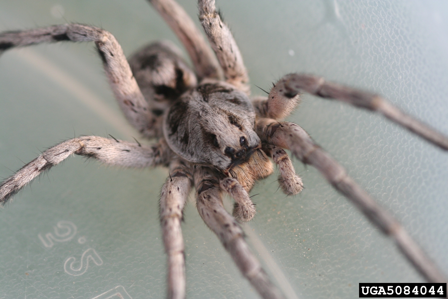 Carolina wold spider, Hogna carolinensis (Araneae Lycosidae) 5084044