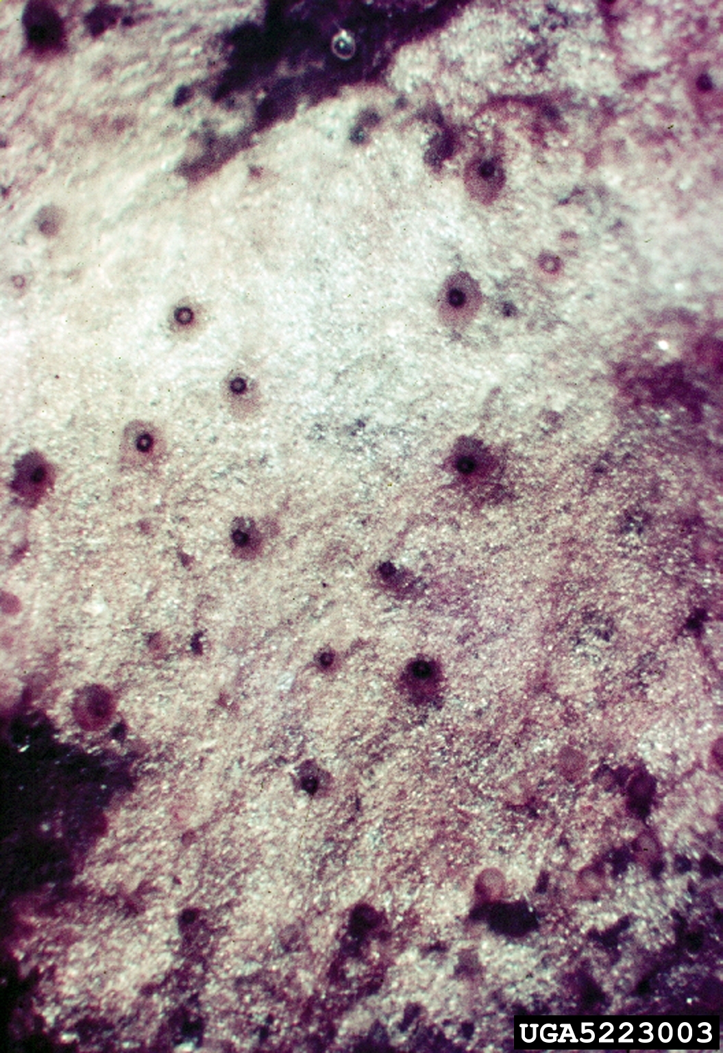 charcoal rot (Macrophomina phaseolina ) on cowpea (Vigna unguiculata