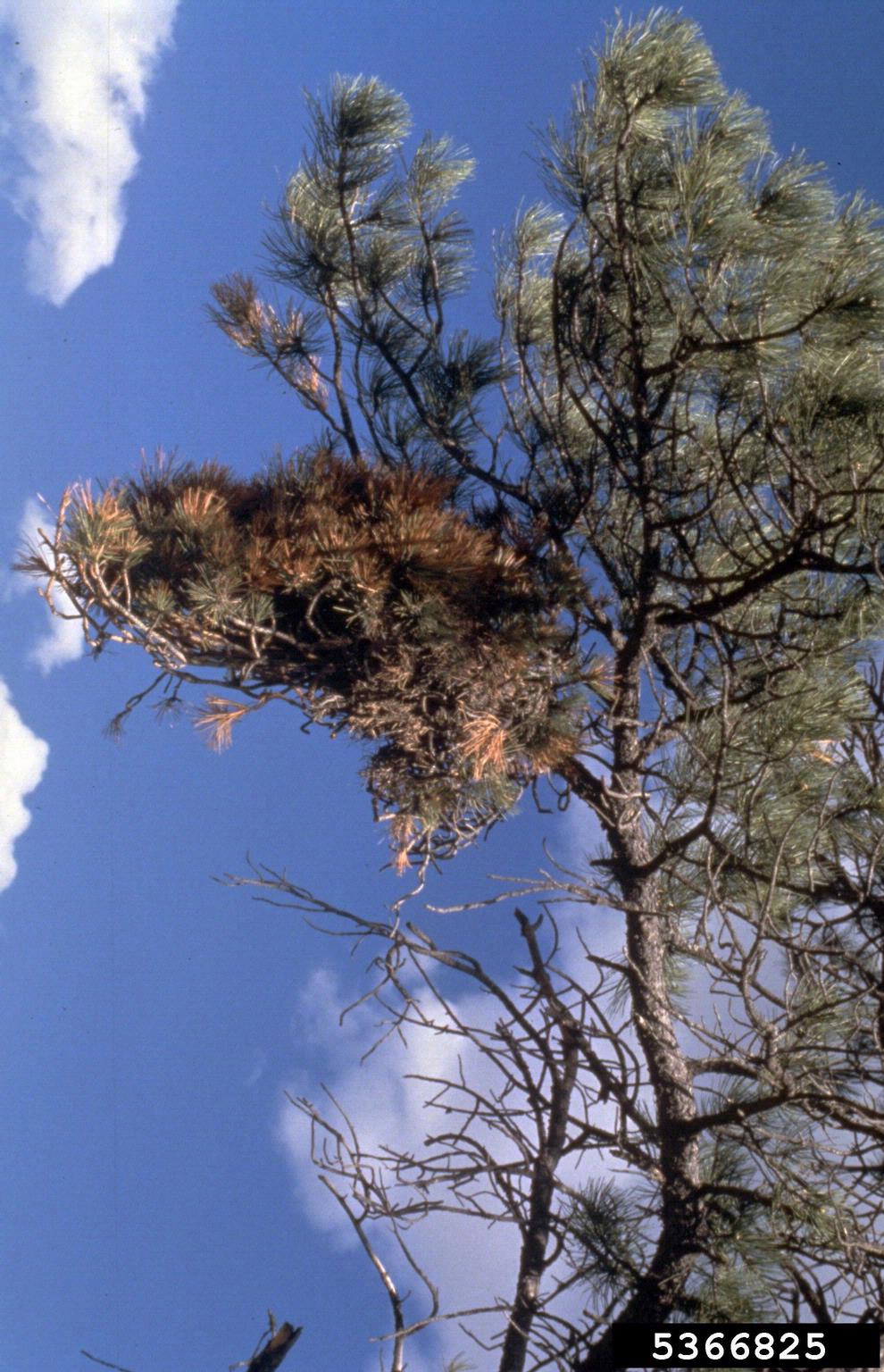 Elytroderma needle cast of pine (Elytroderma deformans ) on ponderosa