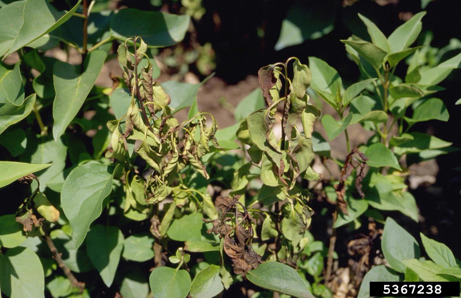 bacterial leaf speck (Pseudomonas syringae ) on common lilac (Syringa