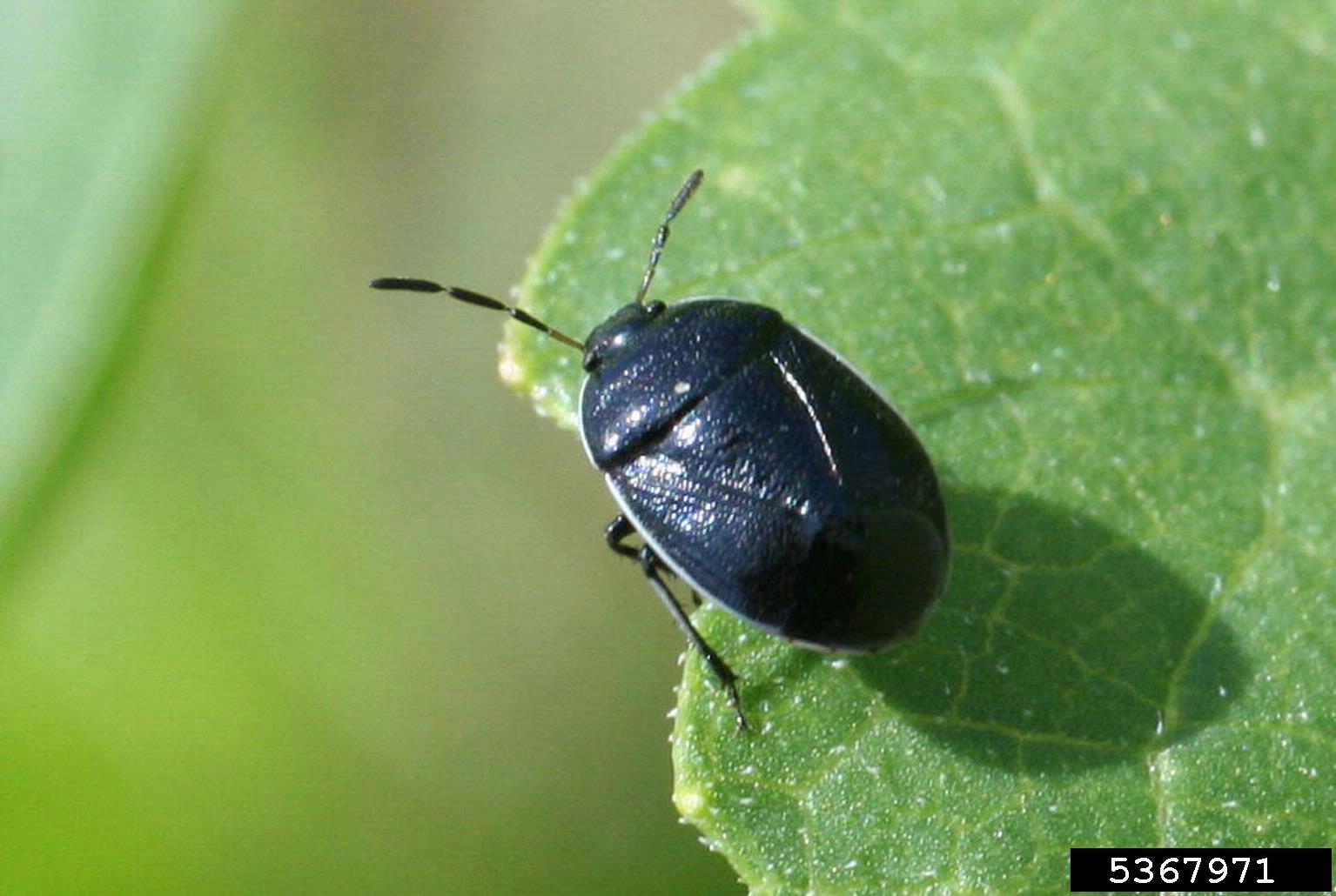 white margined burrower bug (Sehirus cinctus ) on common sunflower