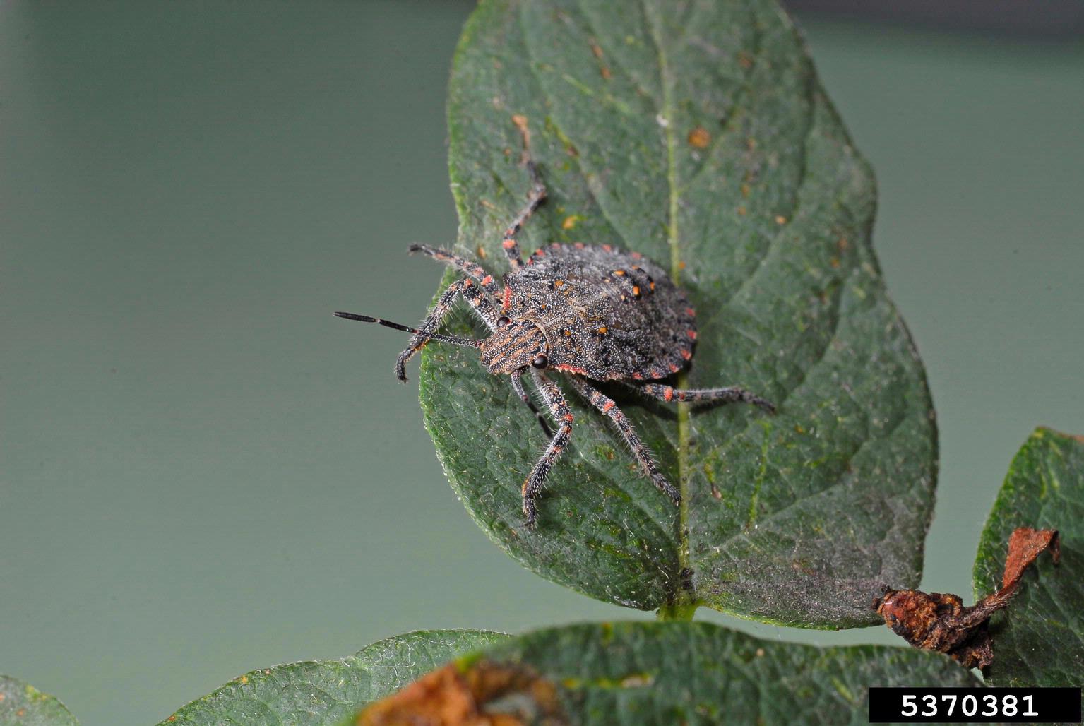 stink bugs, Brochymena spp. (Hemiptera Pentatomidae) 5370381