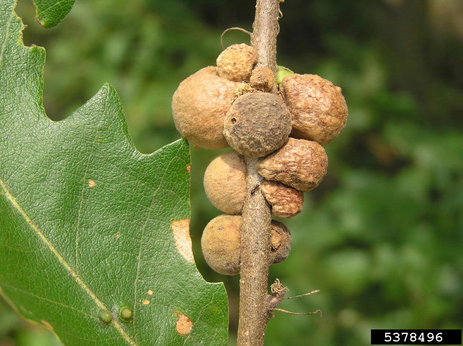 Cynipid gall wasp (Aphelonyx cerricola ) on oak (Quercus spp. ) 5378496
