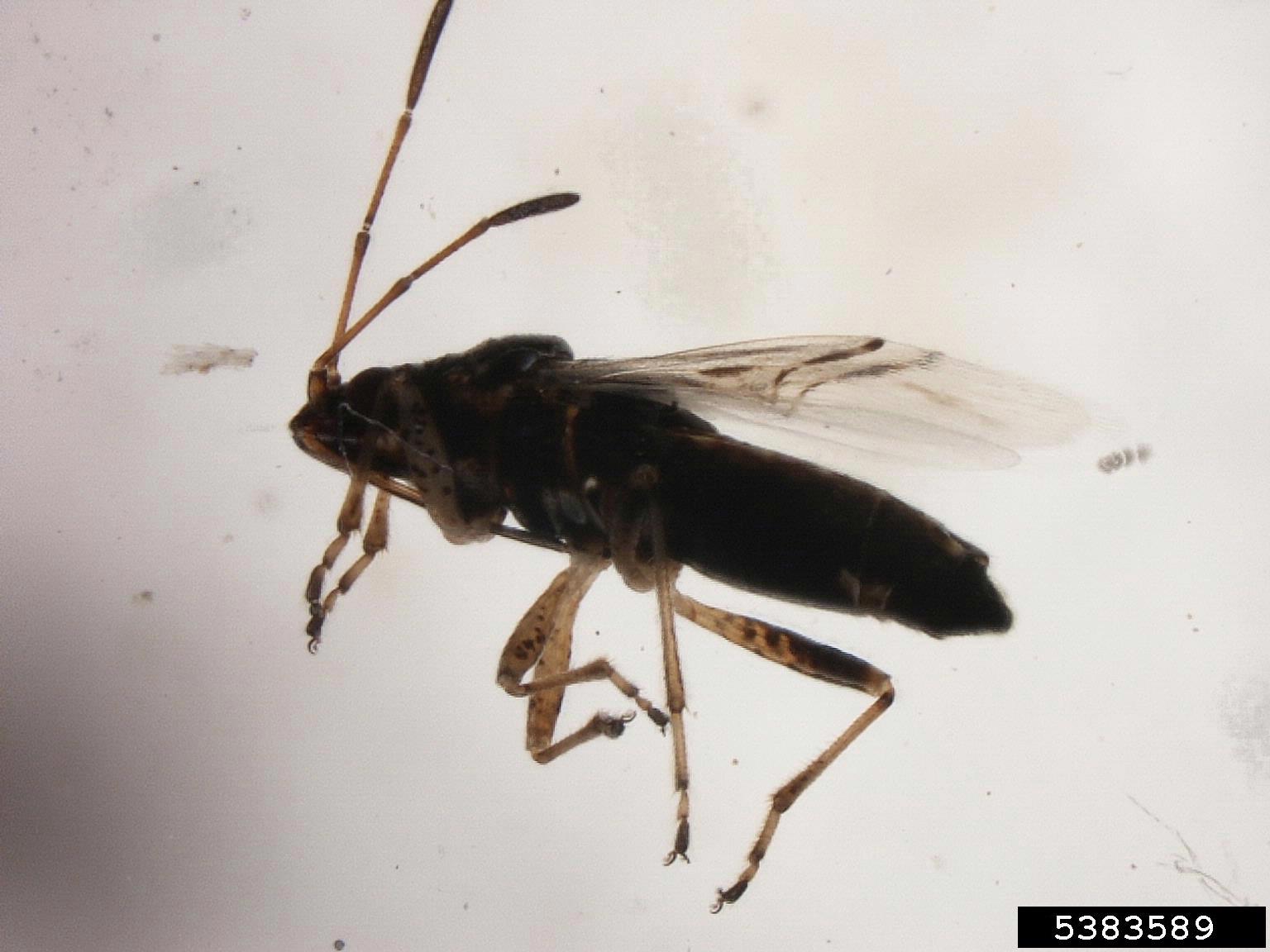 false chinch bug, Nysius raphanus (Hemiptera Lygaeidae) 5383589