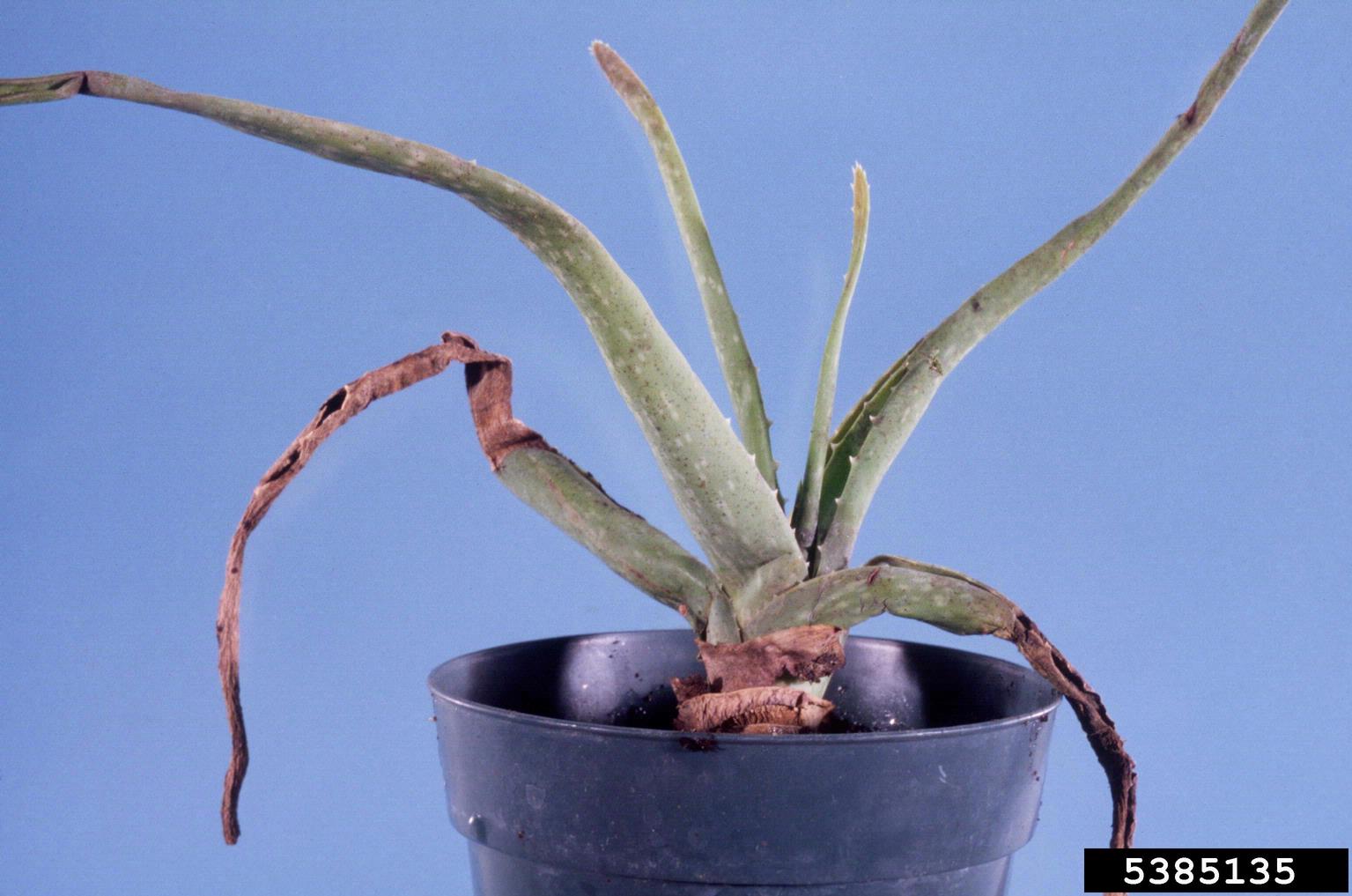 aloe vera aphid, Aloephagus myersi (Hemiptera Aphididae) 5385135