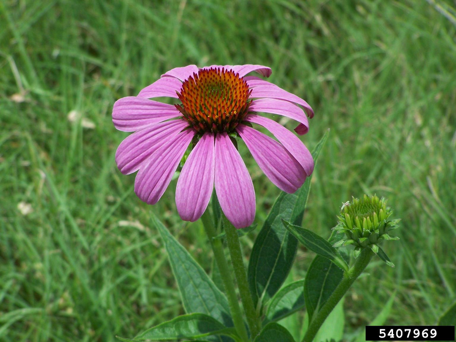 Are Coneflowers Poisonous To Humans at Anthony Bullock blog