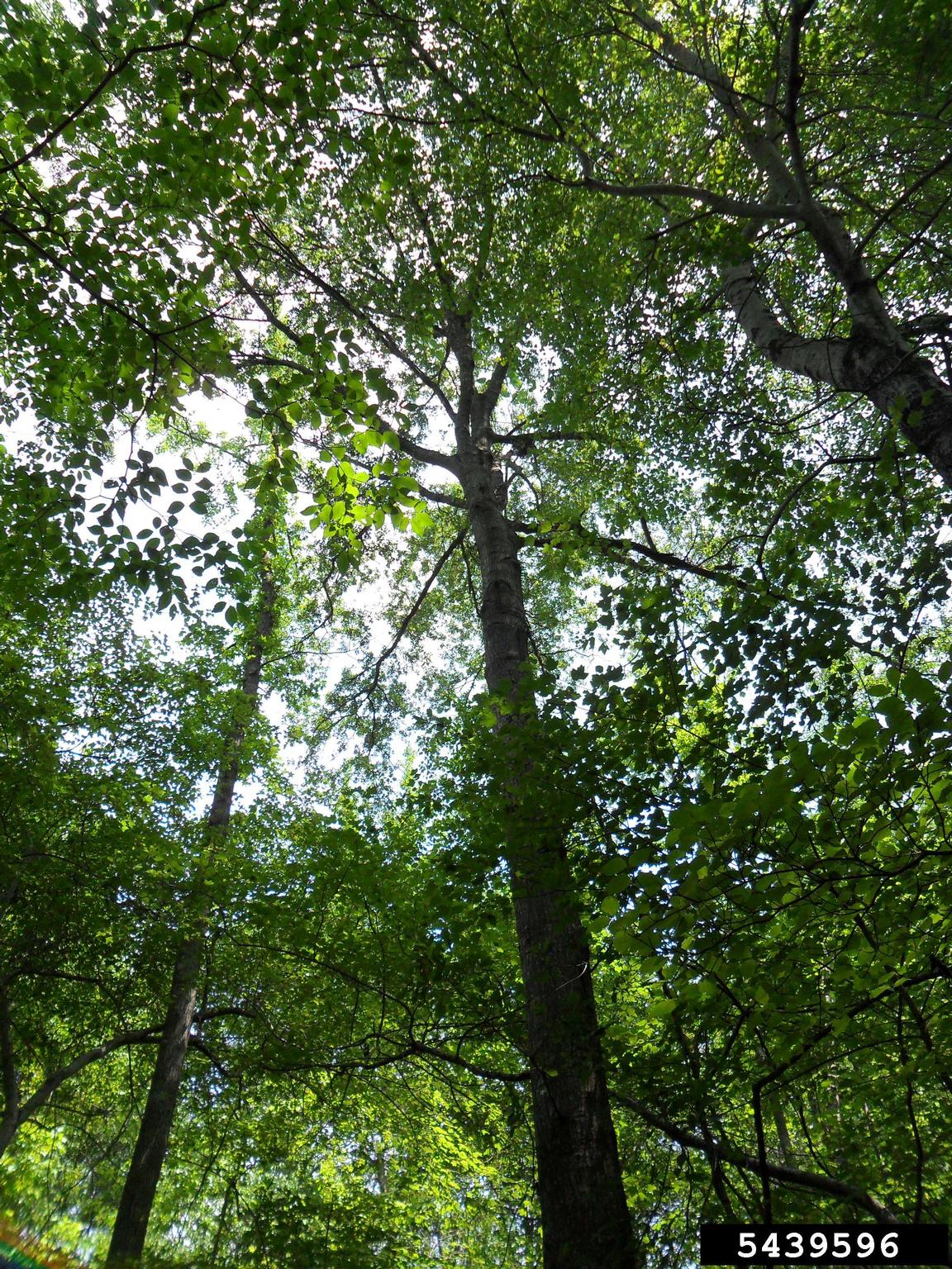 water oak, Quercus nigra (Fagales Fagaceae) 5439596