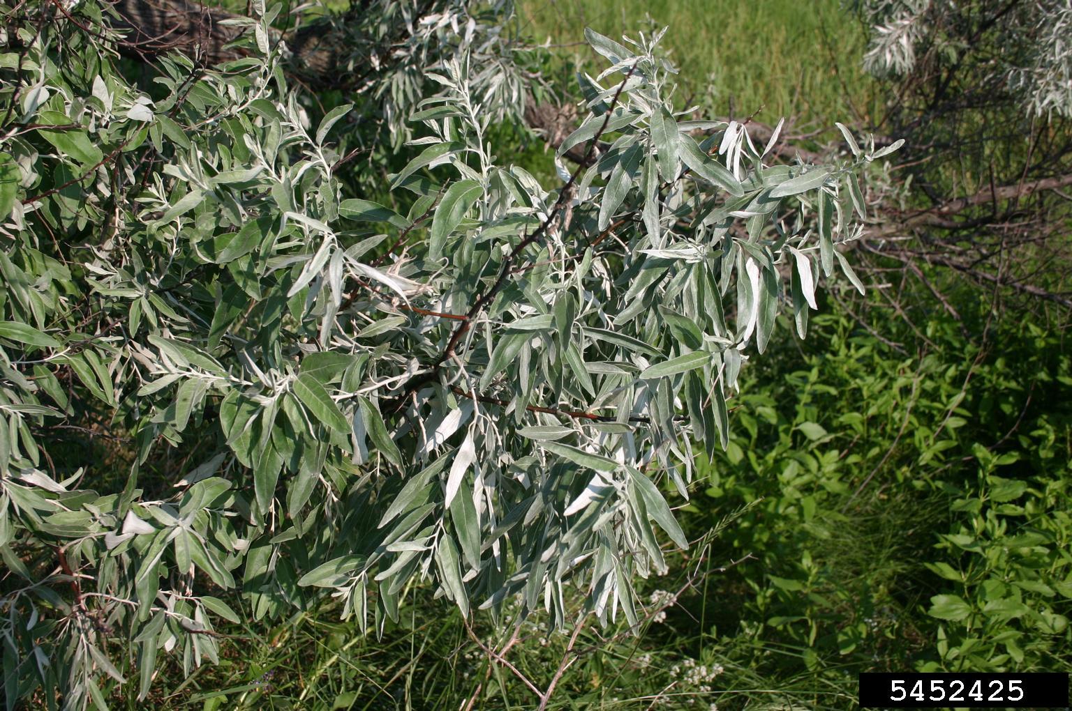 Russian olive (Elaeagnus angustifolia)