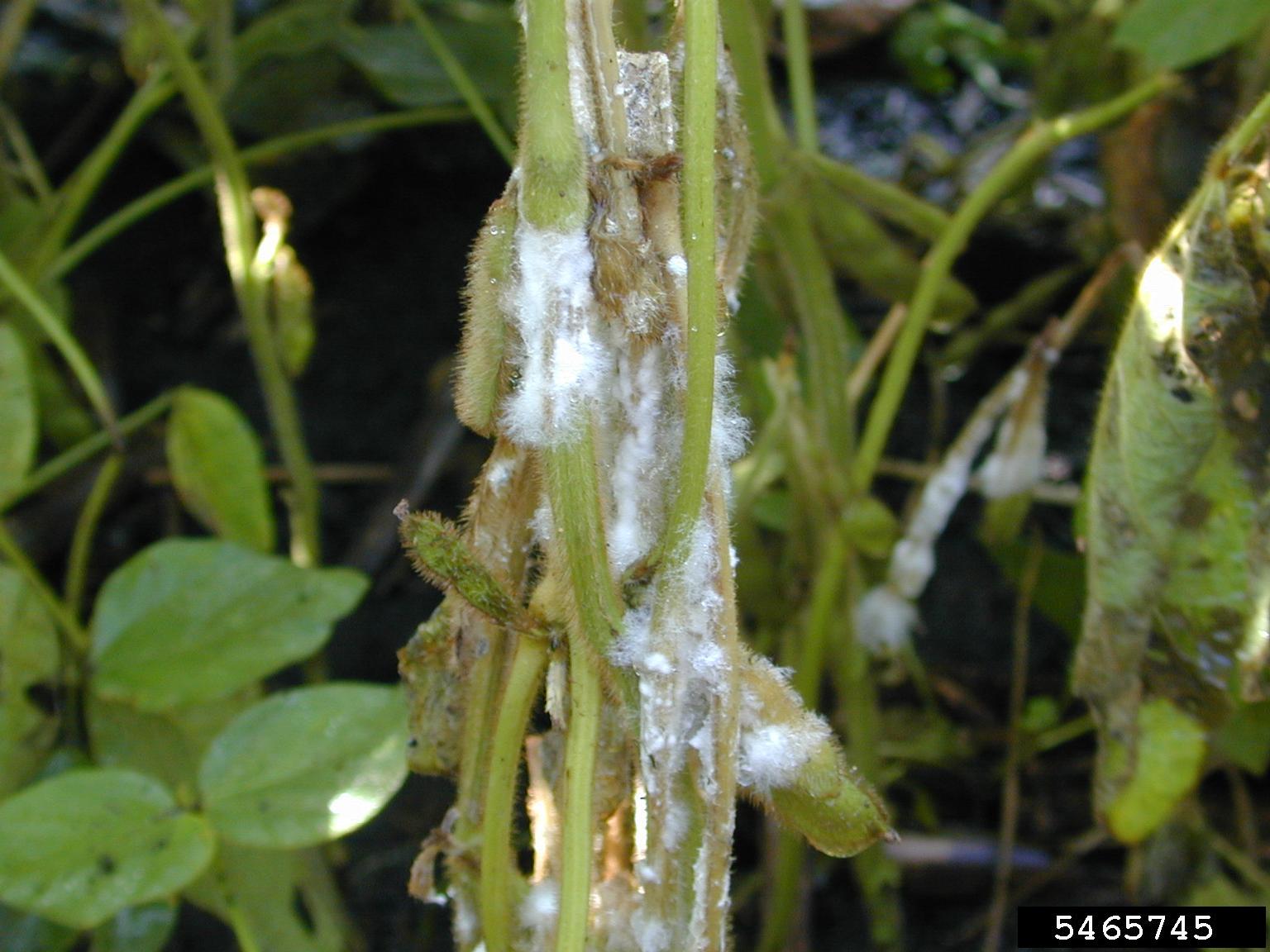 Sclerotinia timber rot (Sclerotinia sclerotiorum ) on soybean (Glycine