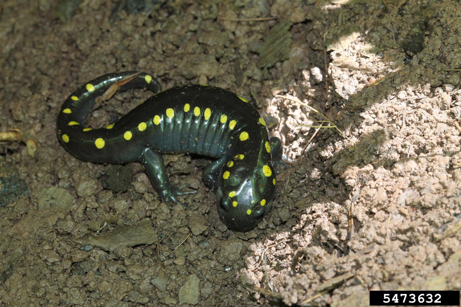 yellowspotted salamander, Ambystoma maculatum (Caudata