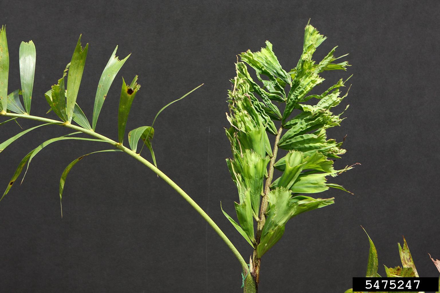 herbicides (general) on foxtail palm (Wodyetia bifurcata ) 5475247
