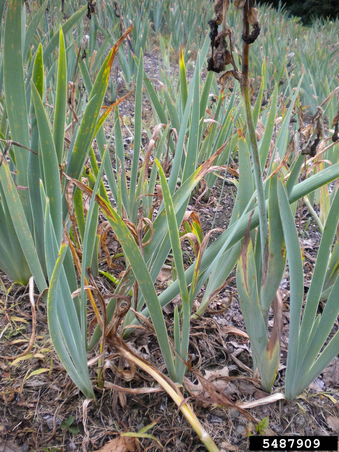 Heterosporium leaf spot on iris (Cladosporium iridis ) on iris (Iris