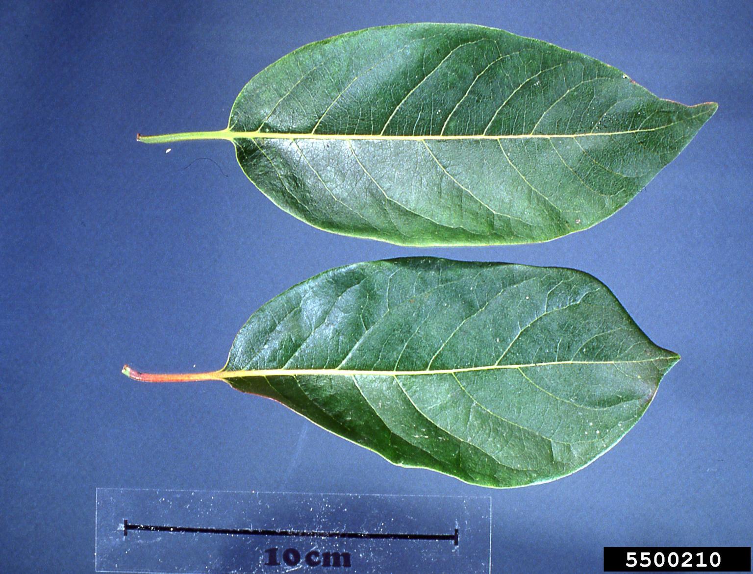 common persimmon, Diospyros virginiana (Ebenales Ebenaceae) 5500210