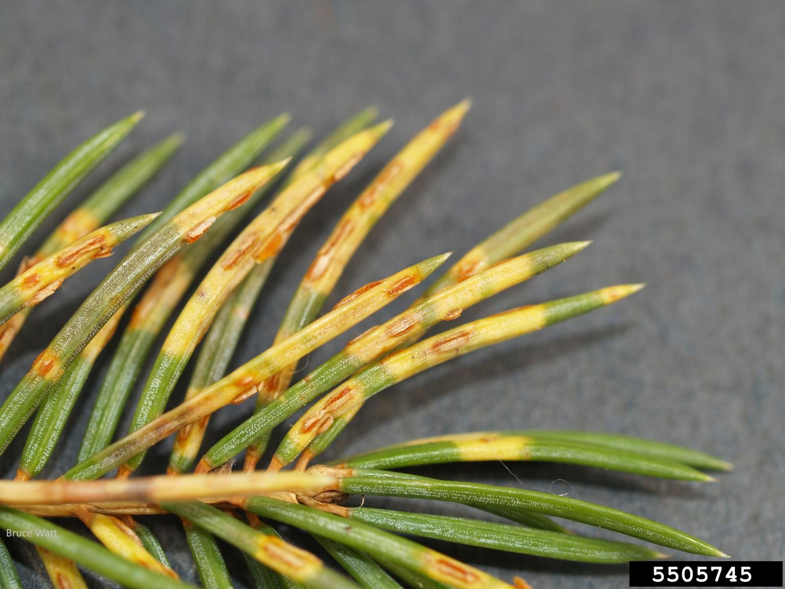 spruce needle rust (Chrysomyxa weirii)