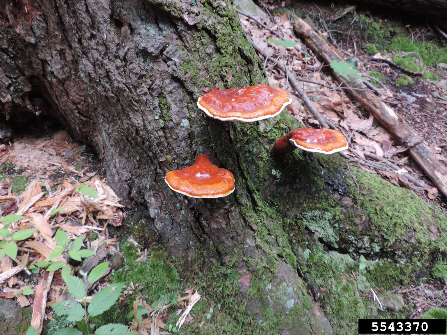 poroid wood decay fungi, Ganoderma spp. (Polyporales