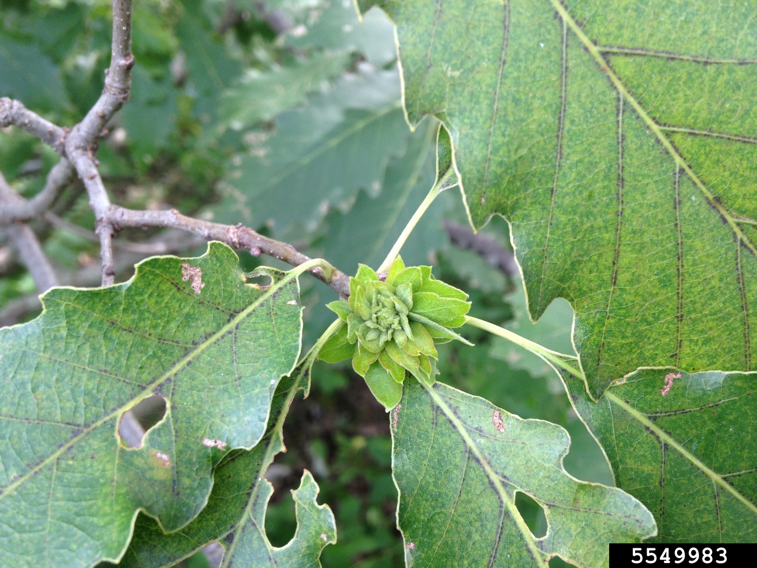leafy oak gall wasp (Andricus quercusfoliata ) on chinkapin oak