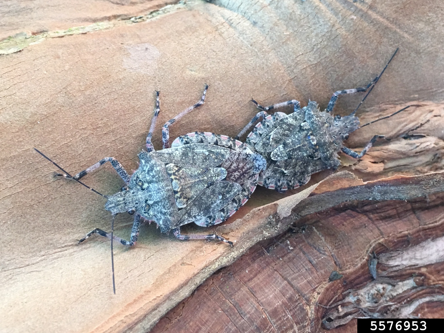 stink bugs, Brochymena spp. (Hemiptera Pentatomidae) 5576953