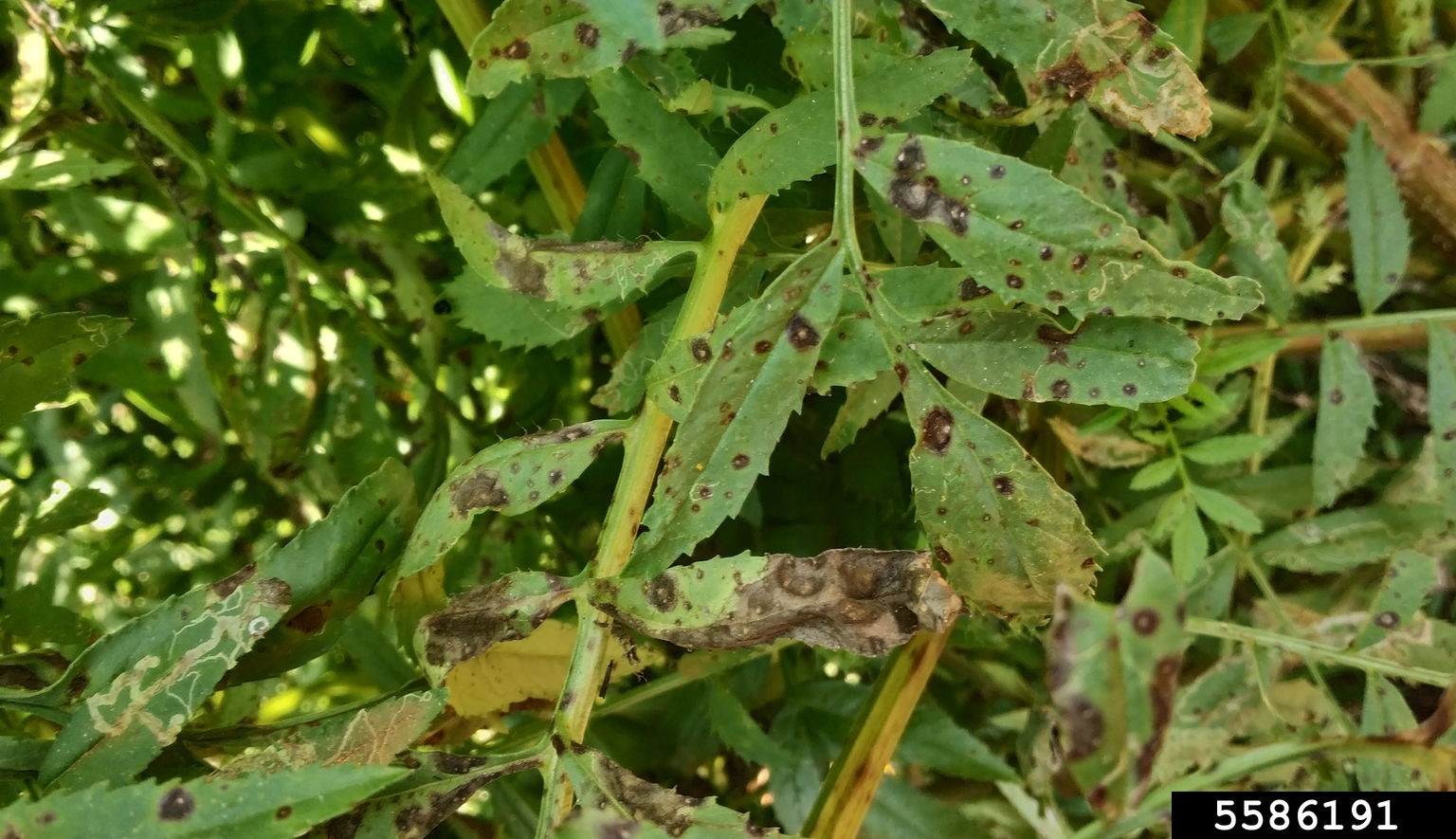 Cercospora leaf spot (Cercospora tageticola ) on Aztec marigold