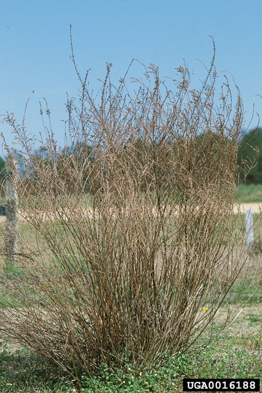 sericea lespedeza, Lespedeza cuneata (Fabales Fabaceae (Leguminosae